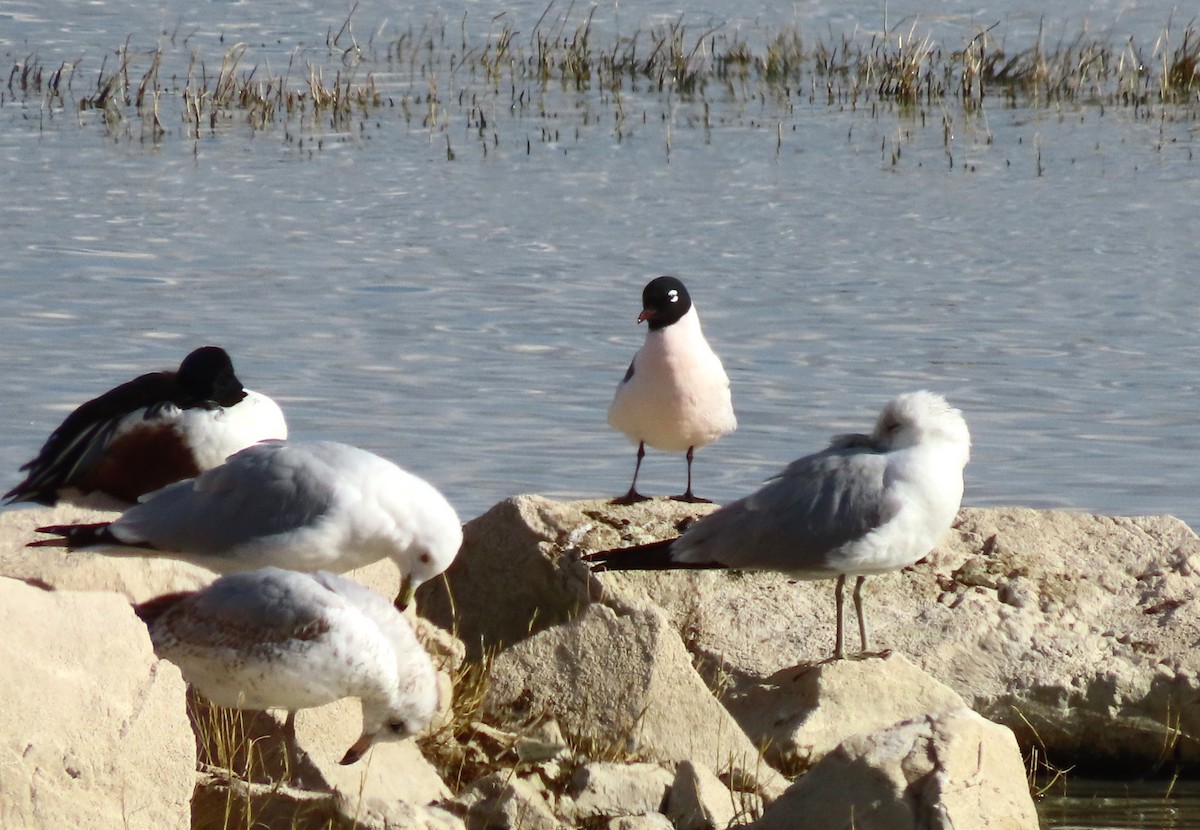 Franklin's Gull - ML616279851