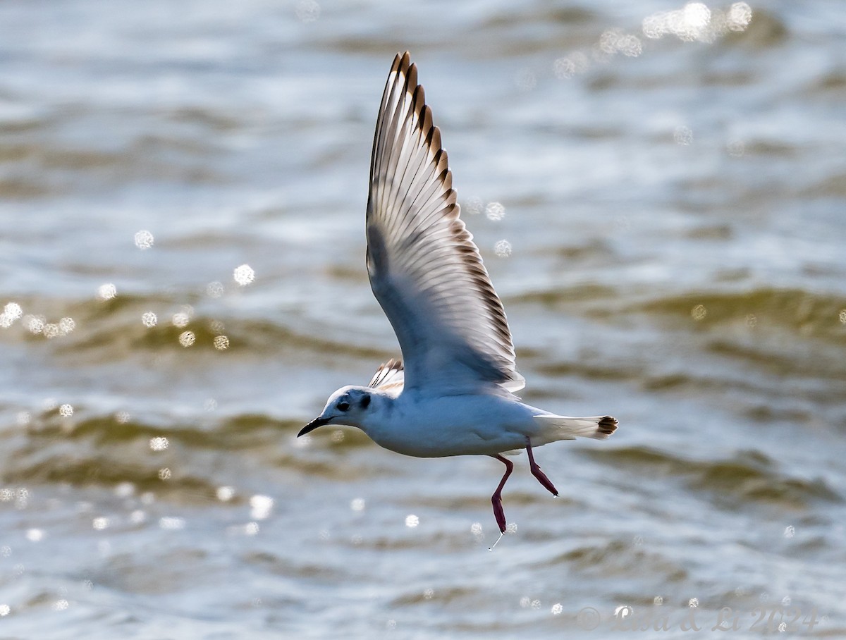 Bonaparte's Gull - ML616279863