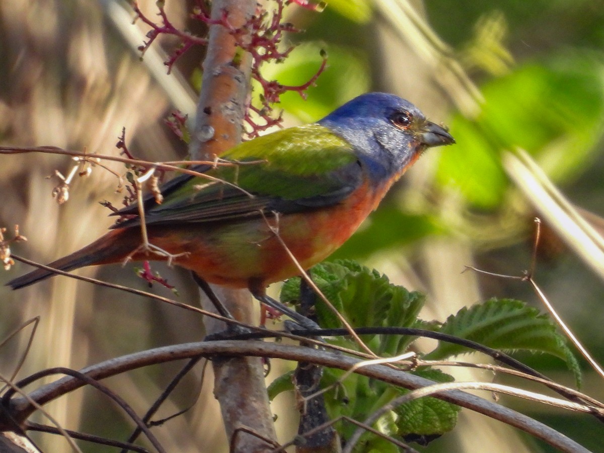 Painted Bunting - Thomas Schultz