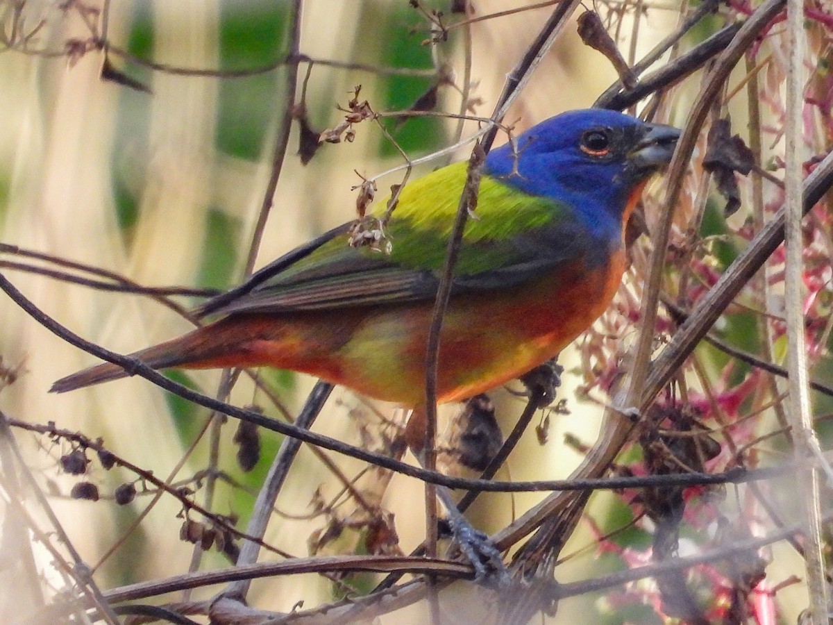 Painted Bunting - Thomas Schultz