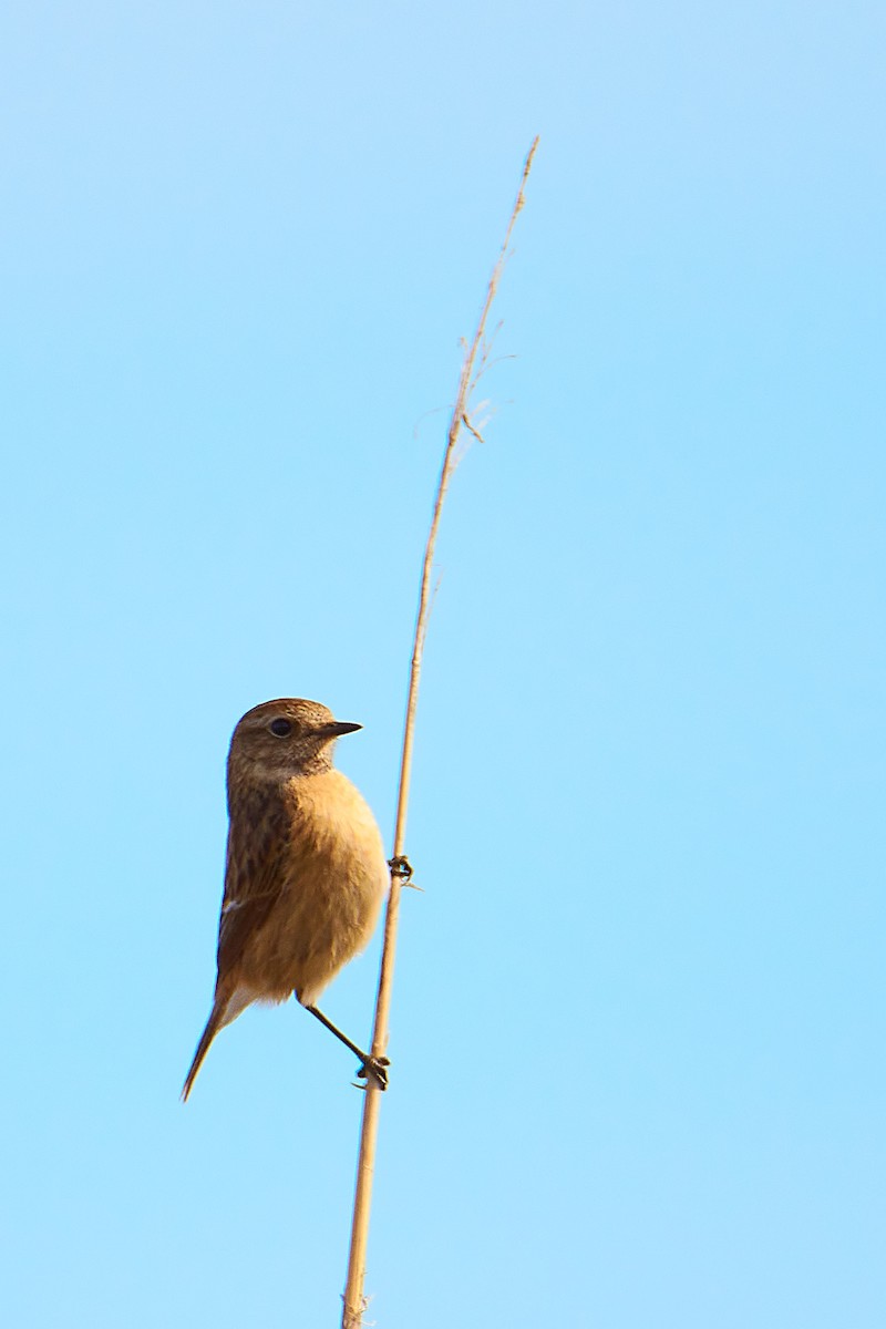 European Stonechat - Lukáš Váňa