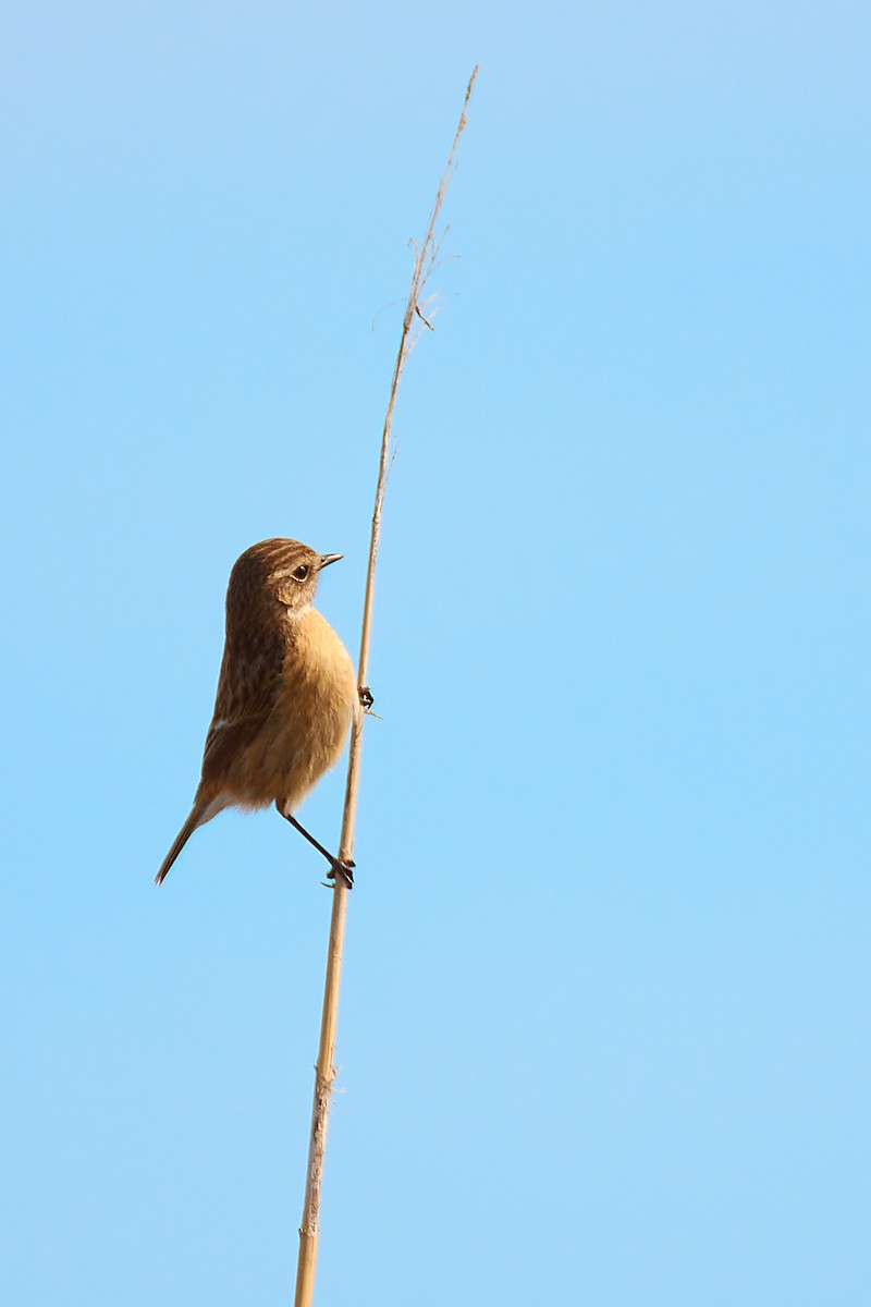 European Stonechat - Lukáš Váňa