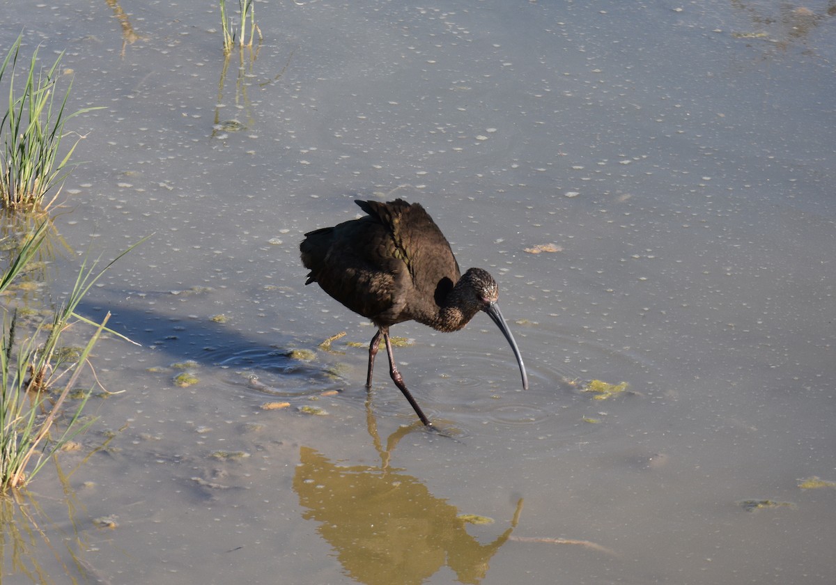 White-faced Ibis - ML616279908