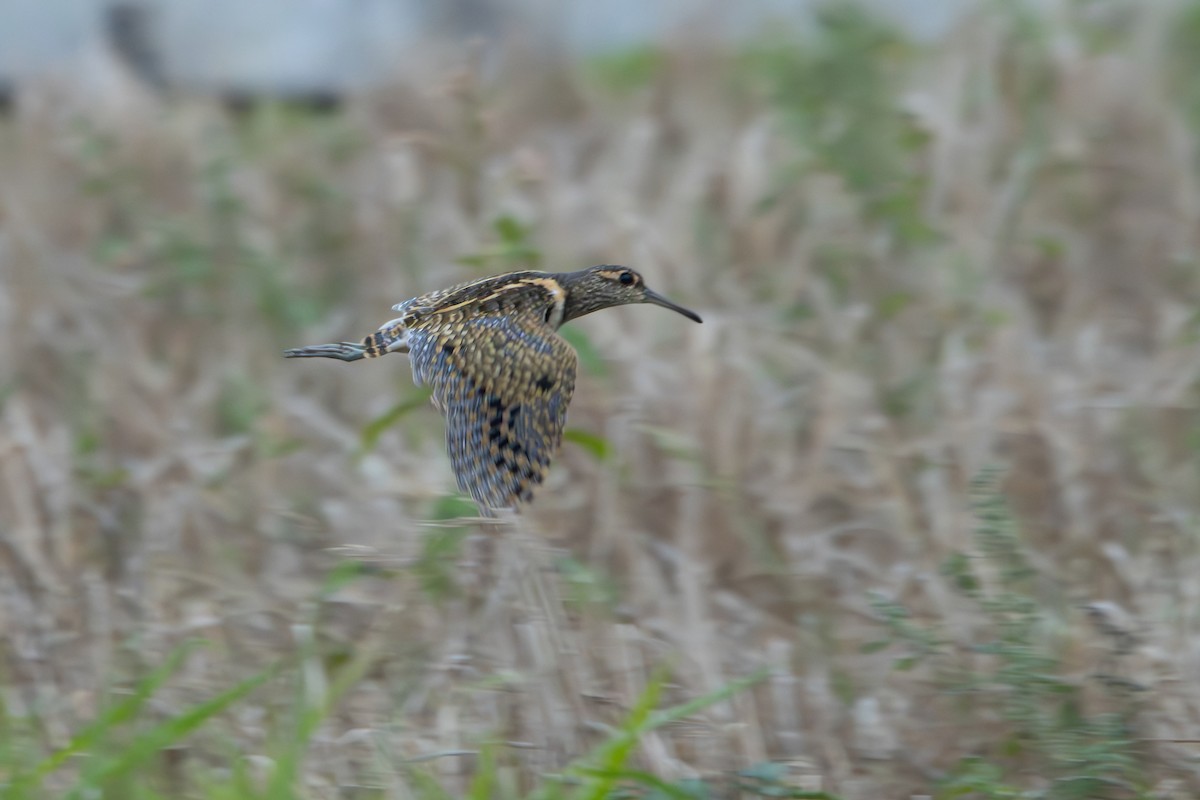 Greater Painted-Snipe - ML616279935