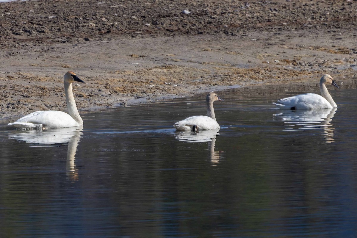 Trumpeter Swan - ML616279971