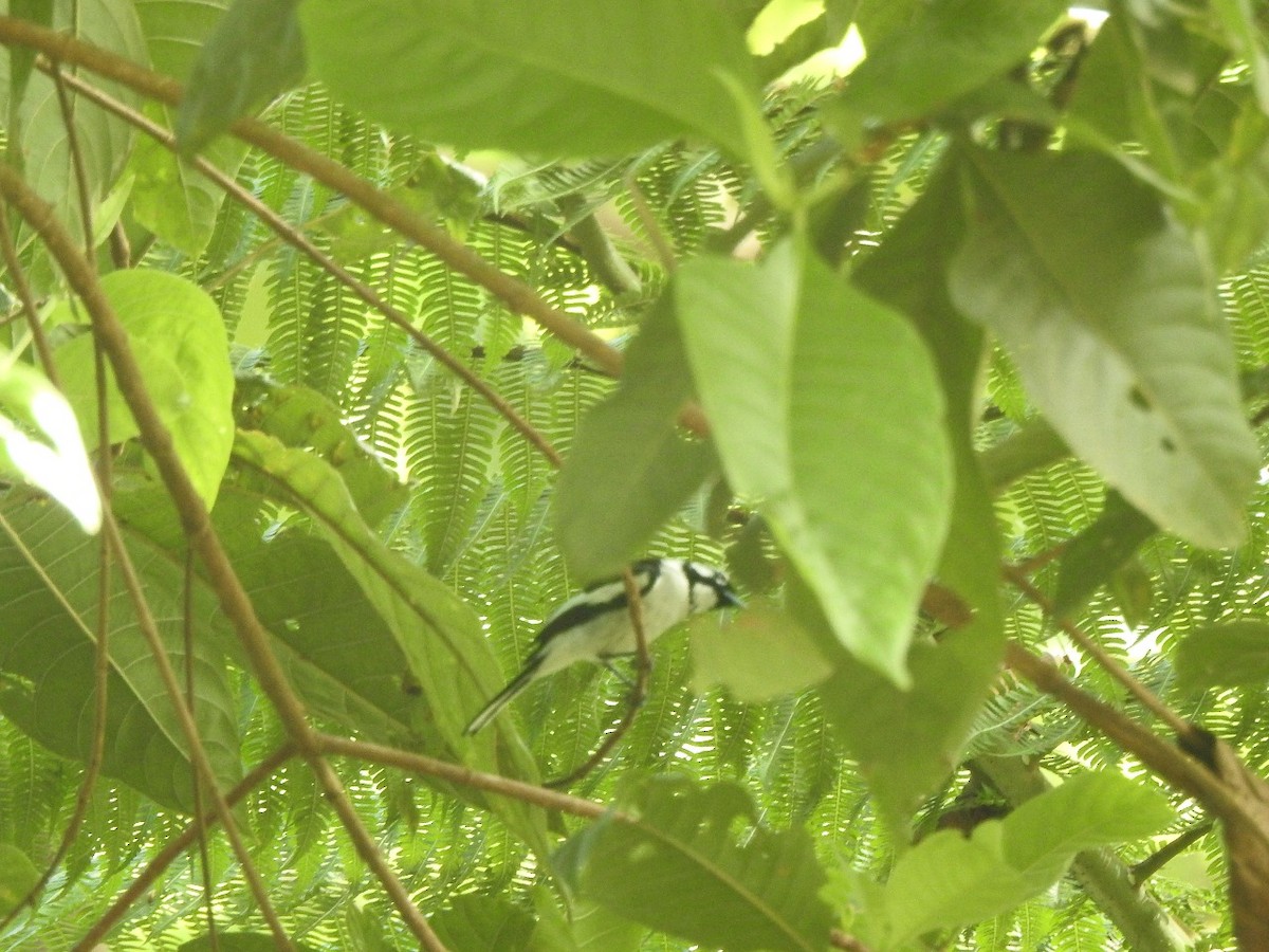 White-naped Monarch - ML616279986