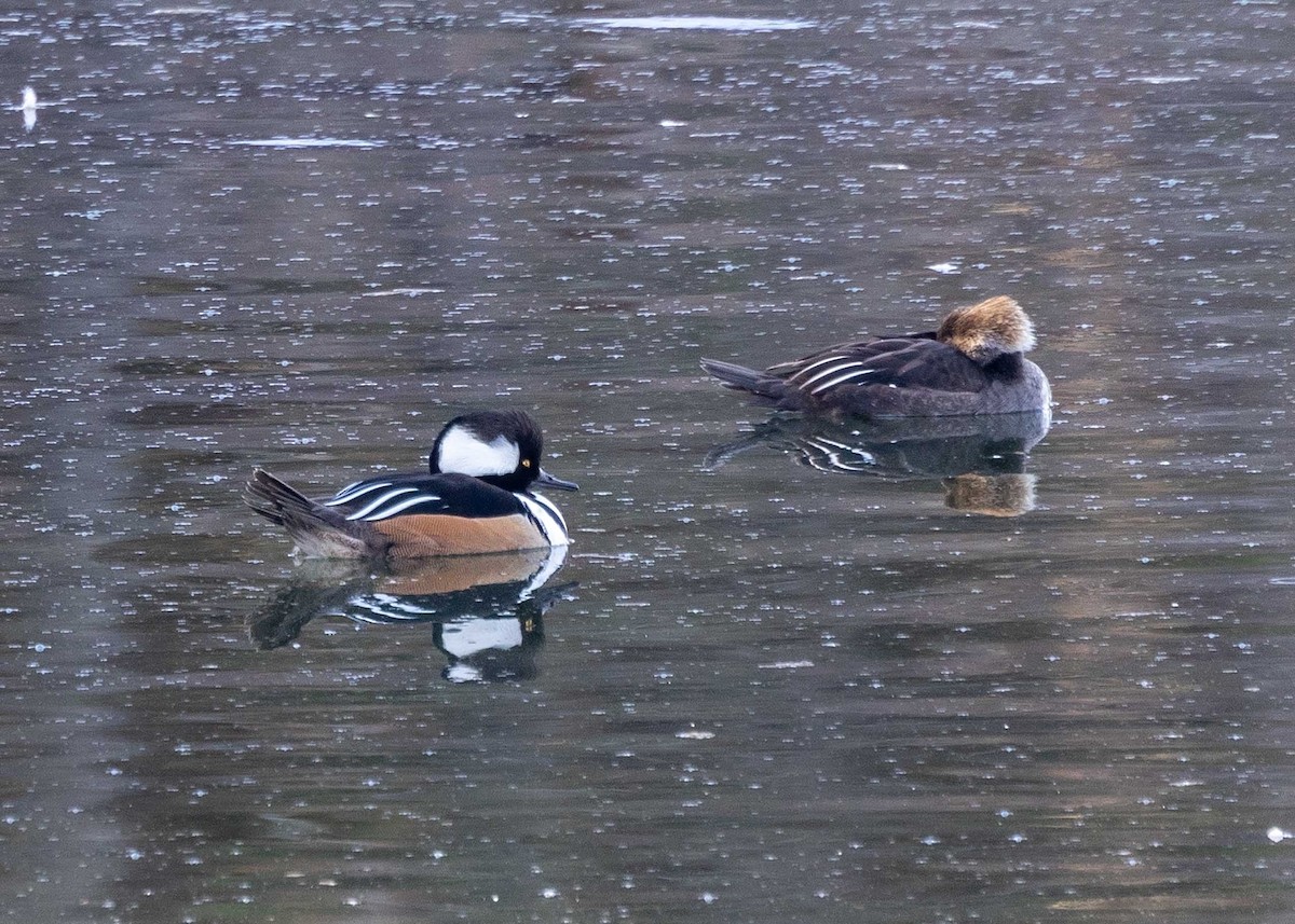 Hooded Merganser - ML616280005