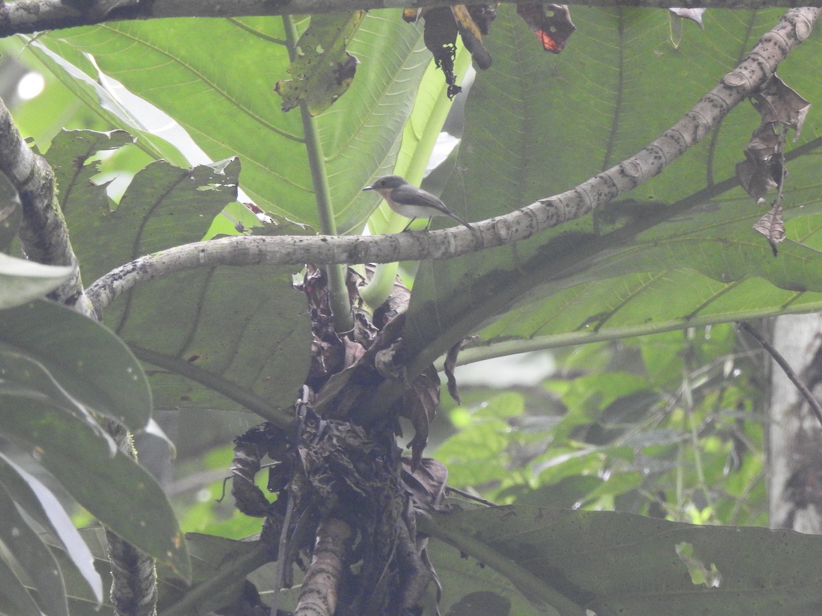 Moluccan Flycatcher - ML616280012