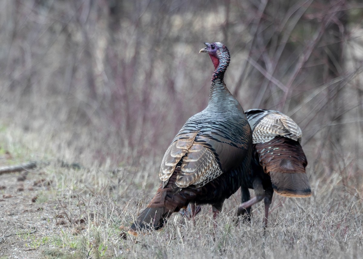 Wild Turkey - ML616280018