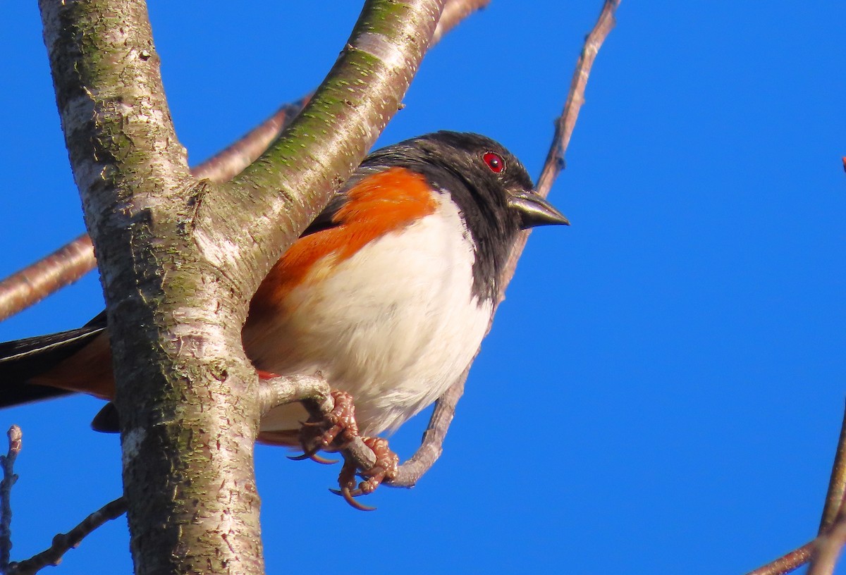 pipilo rudooký - ML616280042