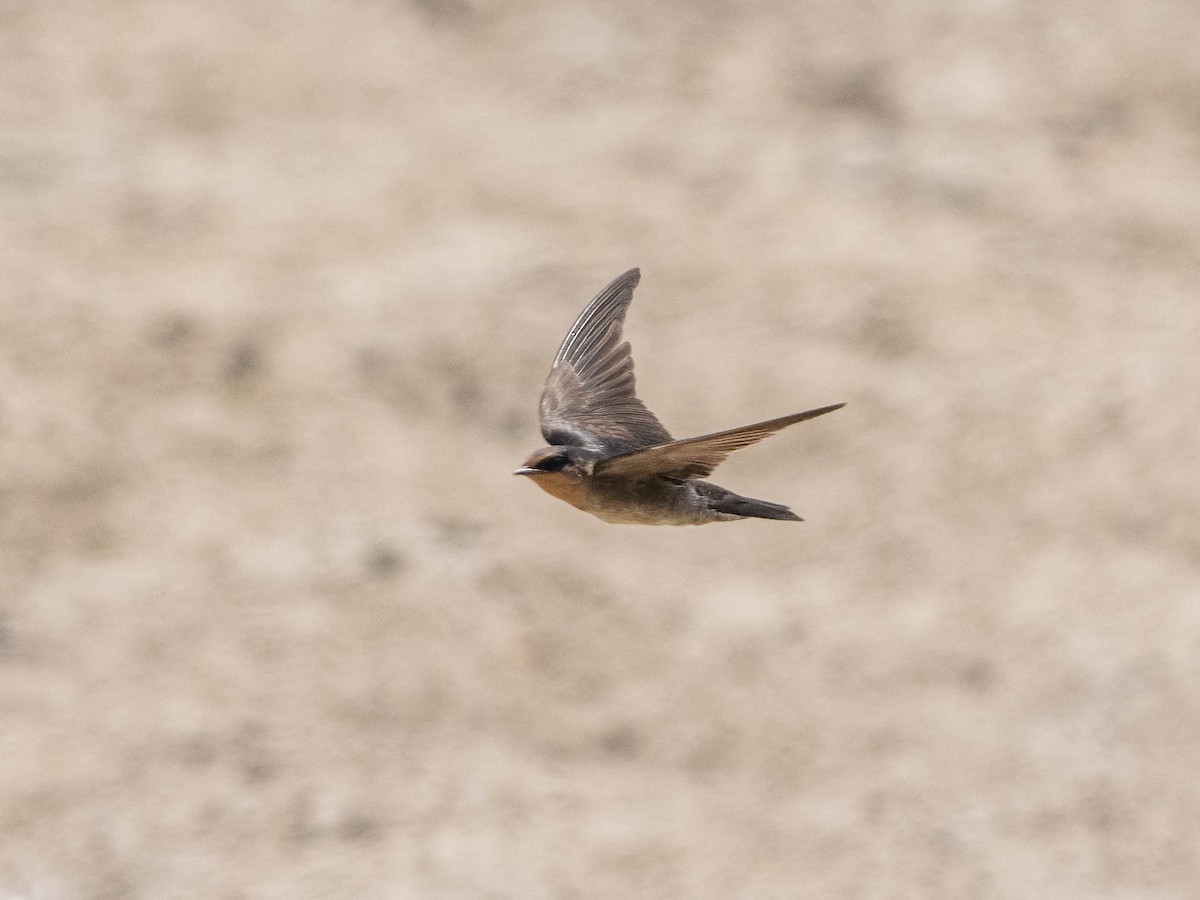 Pacific Swallow - ML616280048