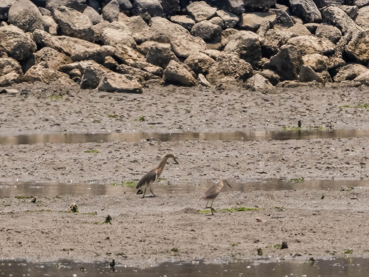 Javan Pond-Heron - ML616280061