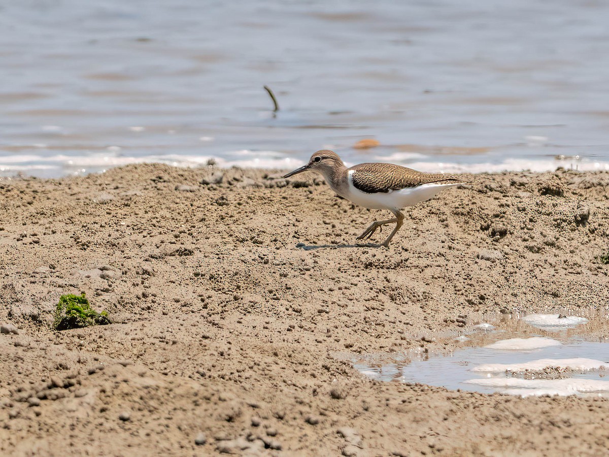 Common Sandpiper - ML616280075