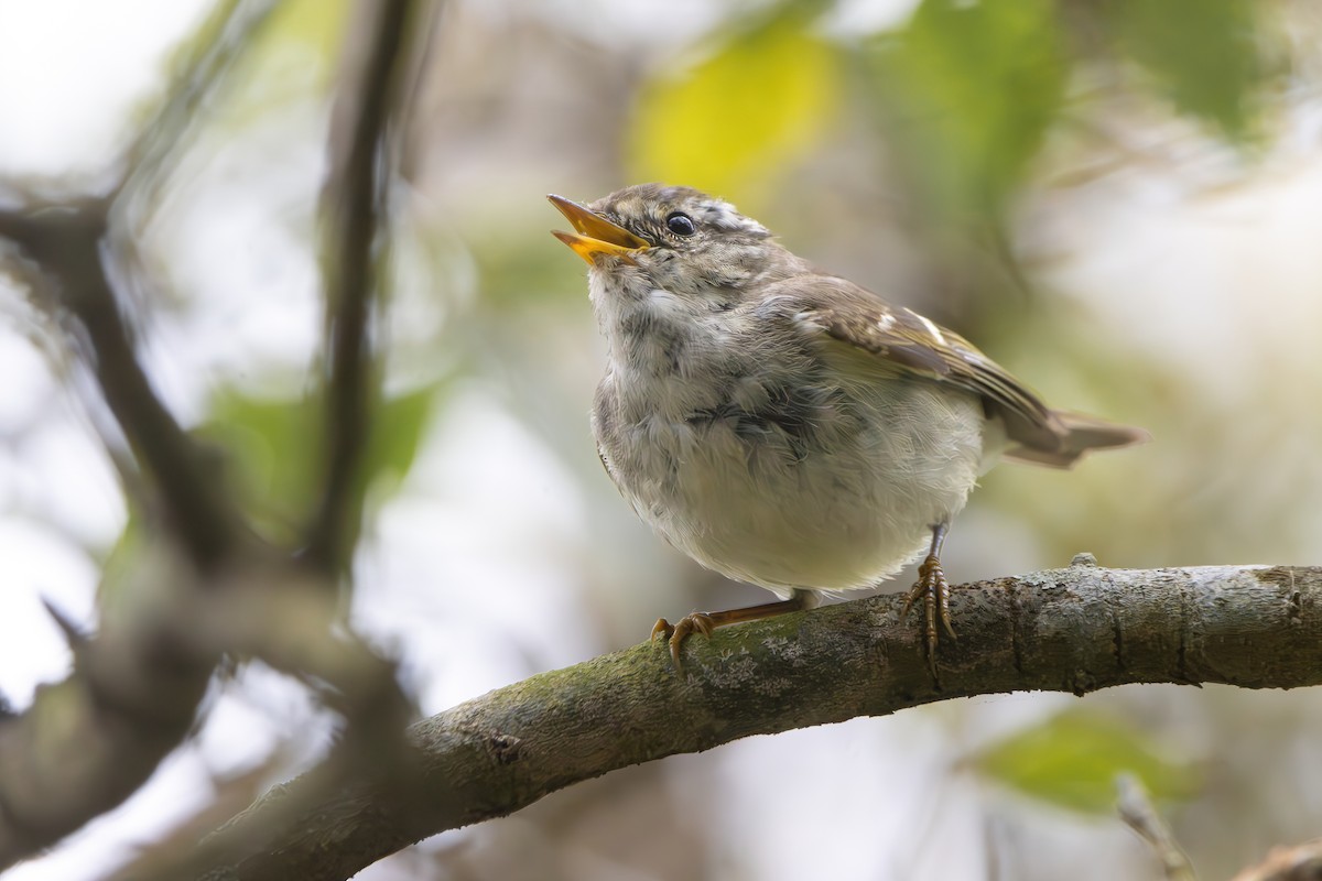 Yellow-browed Warbler - ML616280144