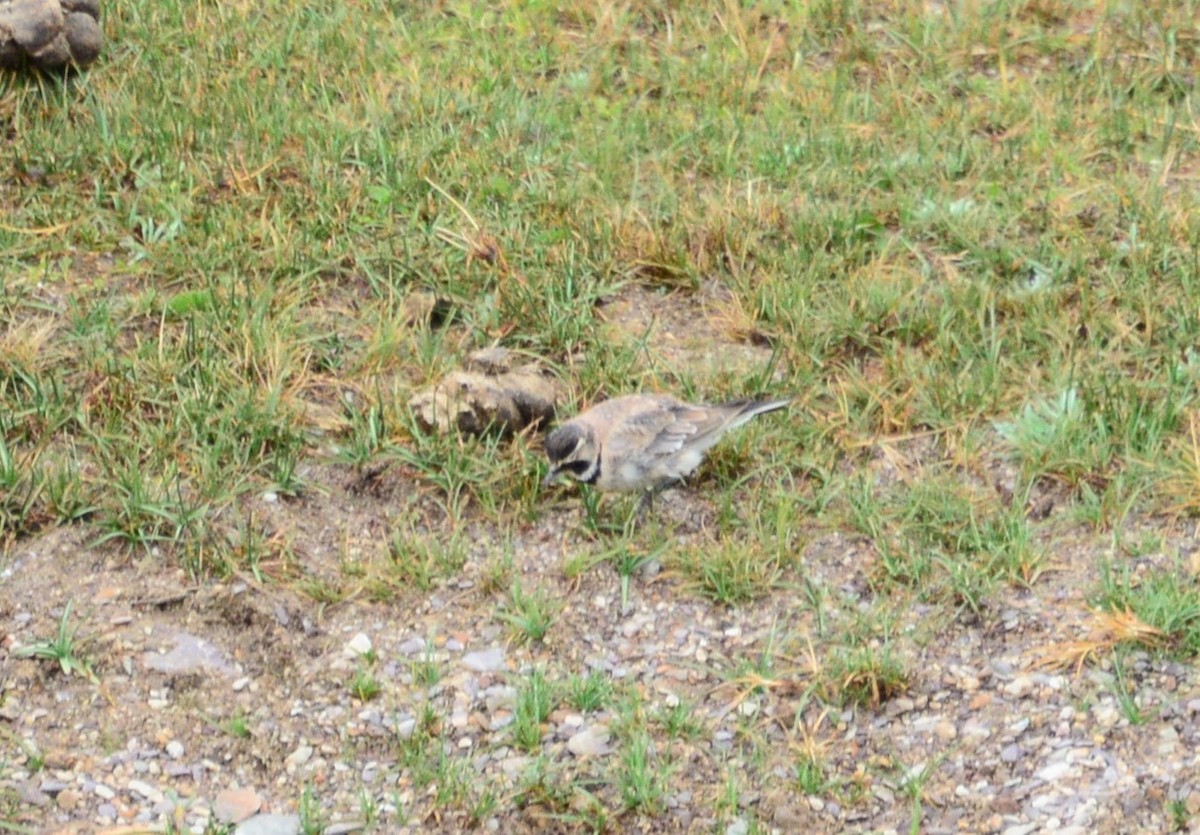 Horned Lark - ML616280176