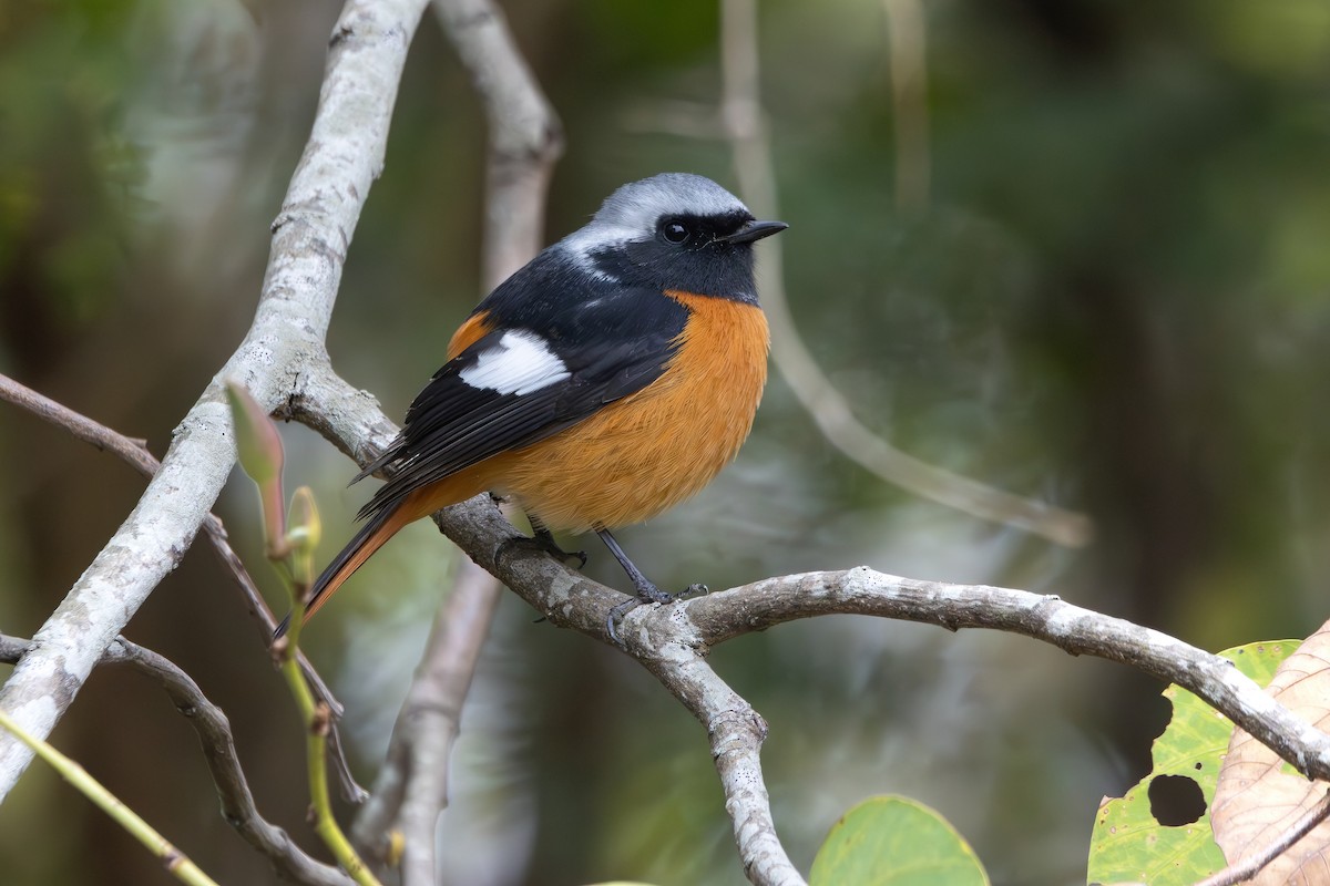 Daurian Redstart - ML616280179