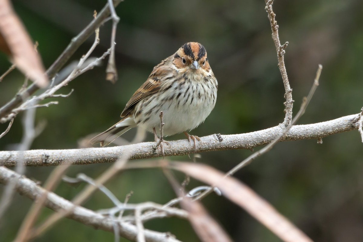 Little Bunting - ML616280184