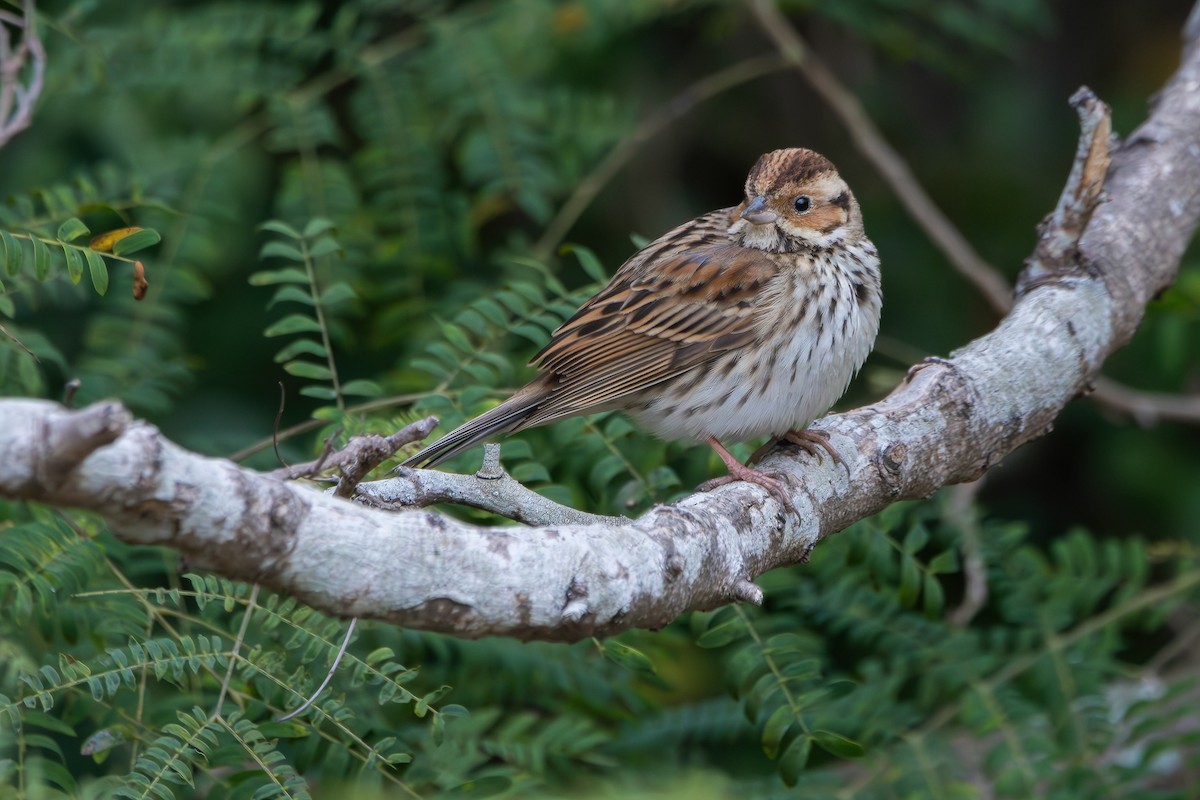 Little Bunting - ML616280185