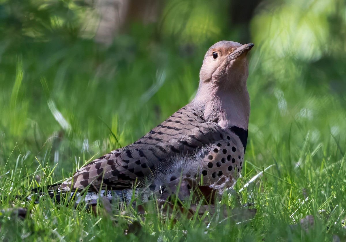 Northern Flicker (Yellow-shafted) - ML616280188