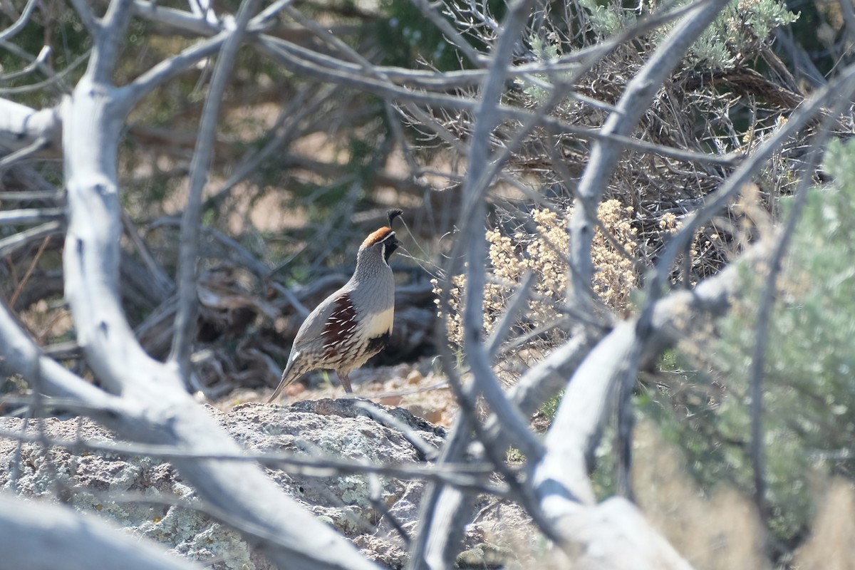 Gambel's Quail - ML616280264