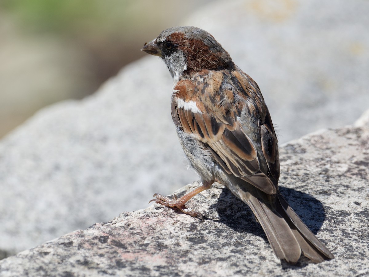 House Sparrow - ML616280317