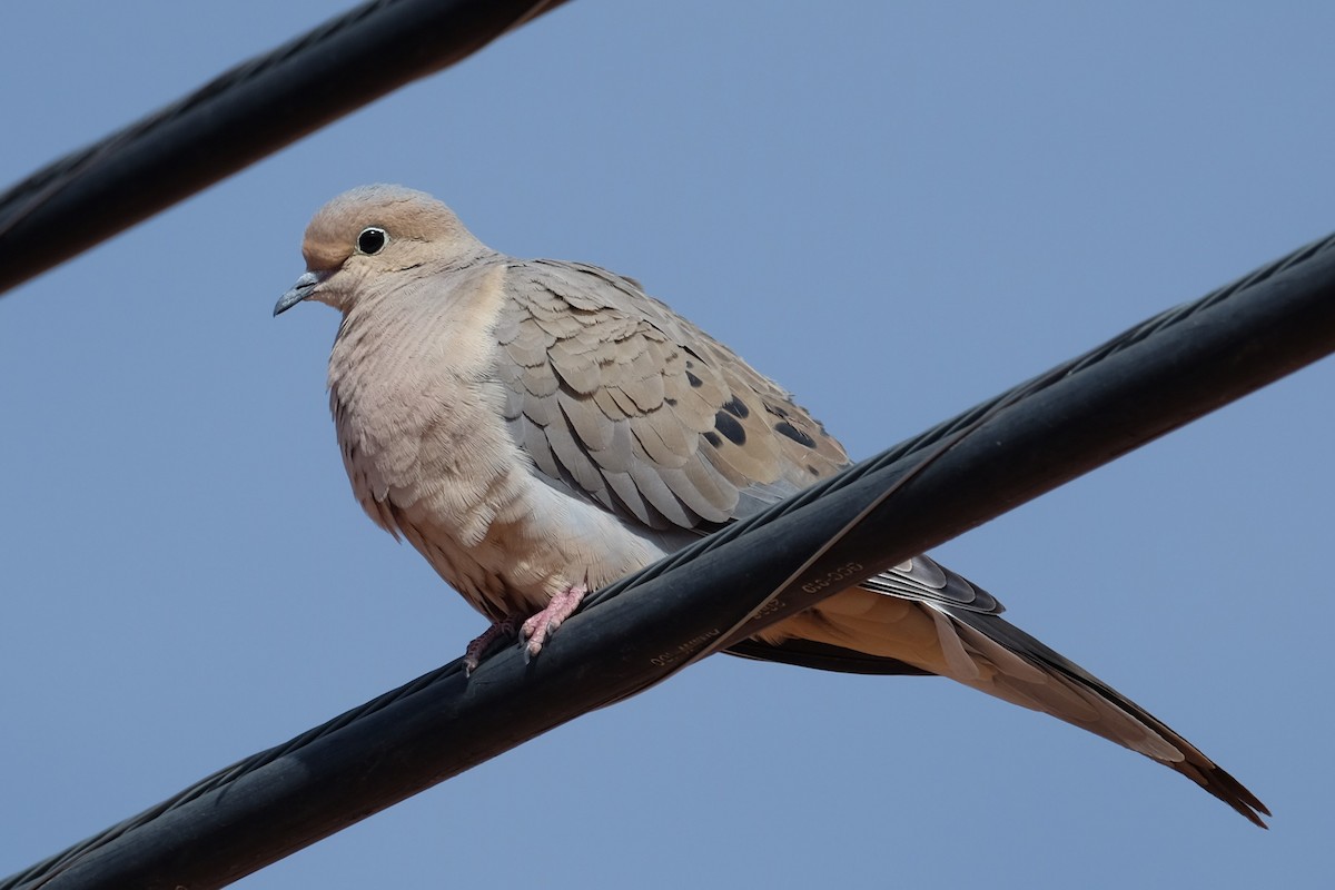 Mourning Dove - Ben Bright