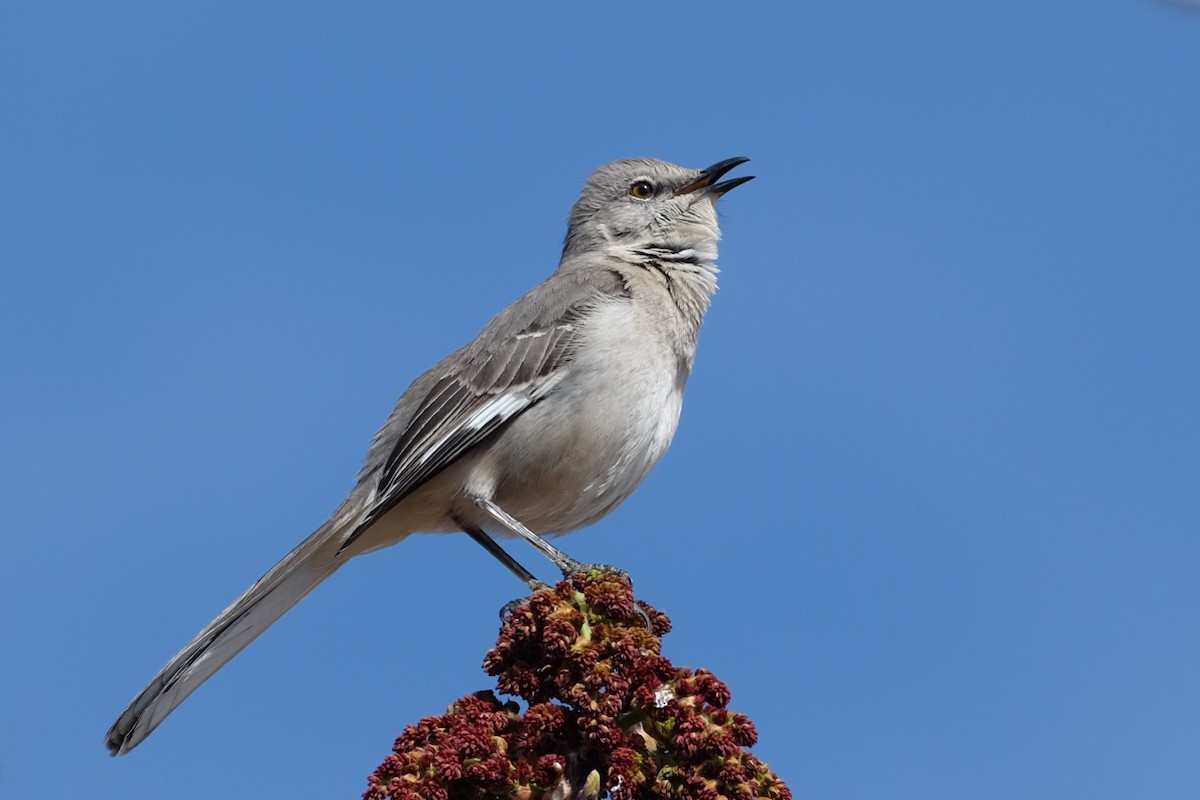 Northern Mockingbird - Ben Bright