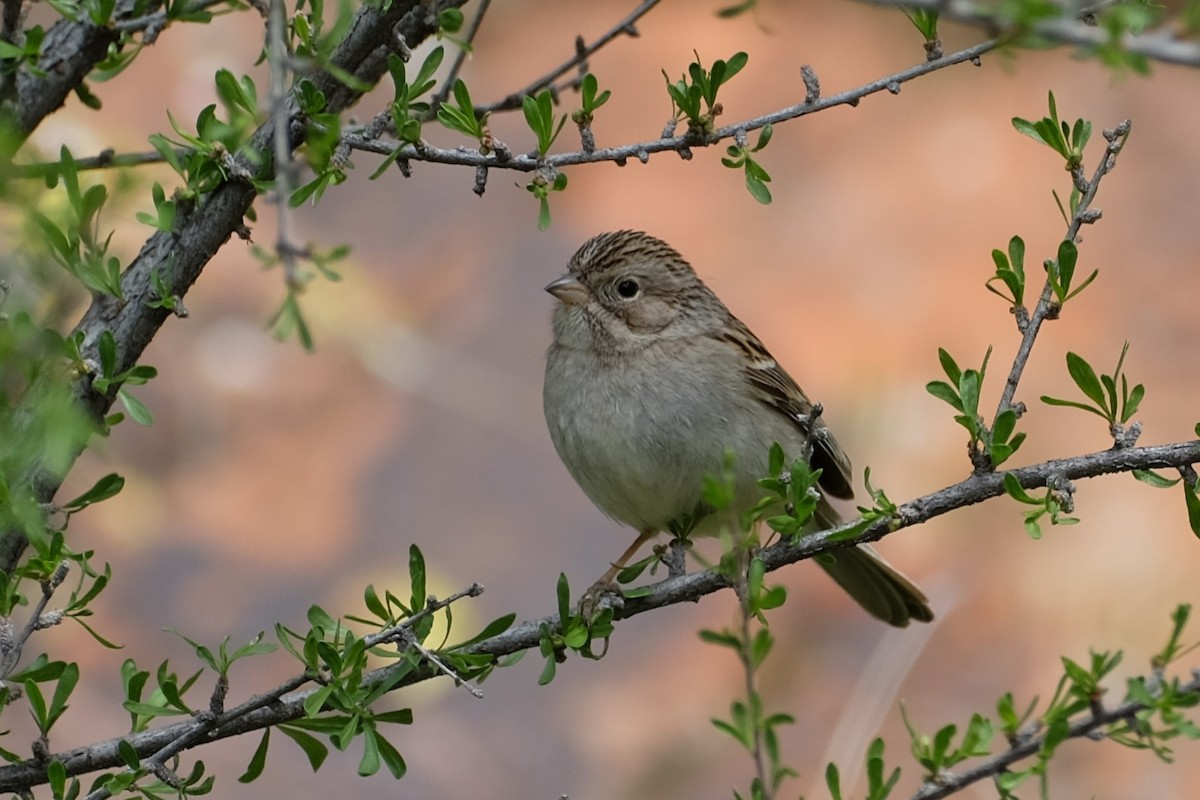 Brewer's Sparrow - Ben Bright