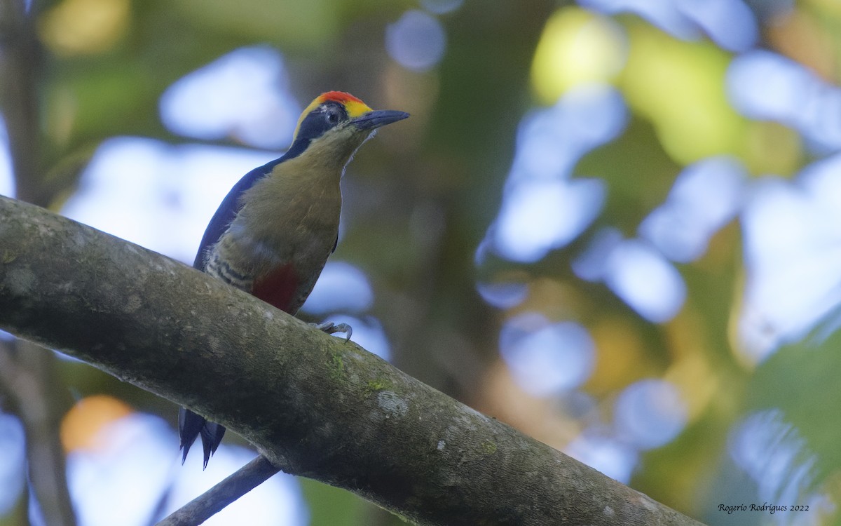 Golden-naped Woodpecker - Rogério Rodrigues