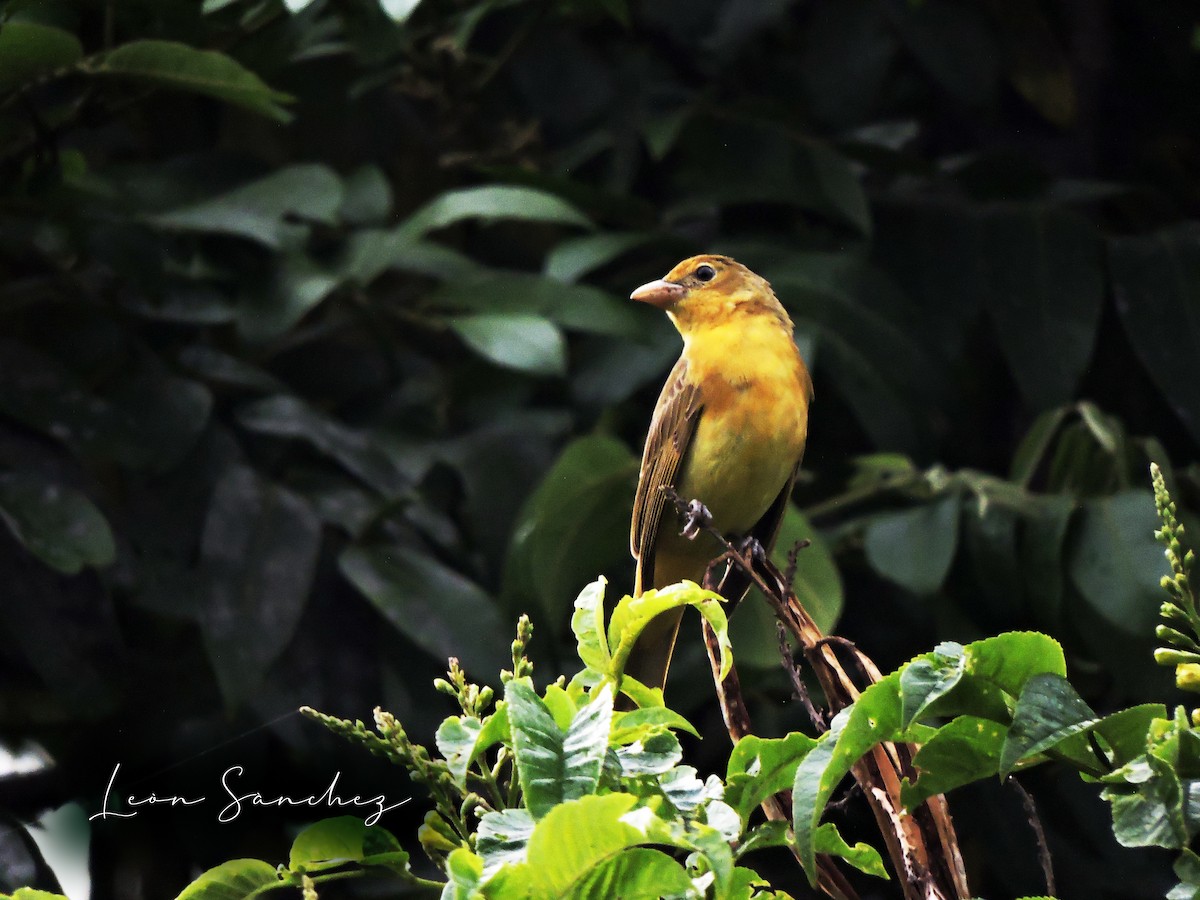 Summer Tanager - ML616280411