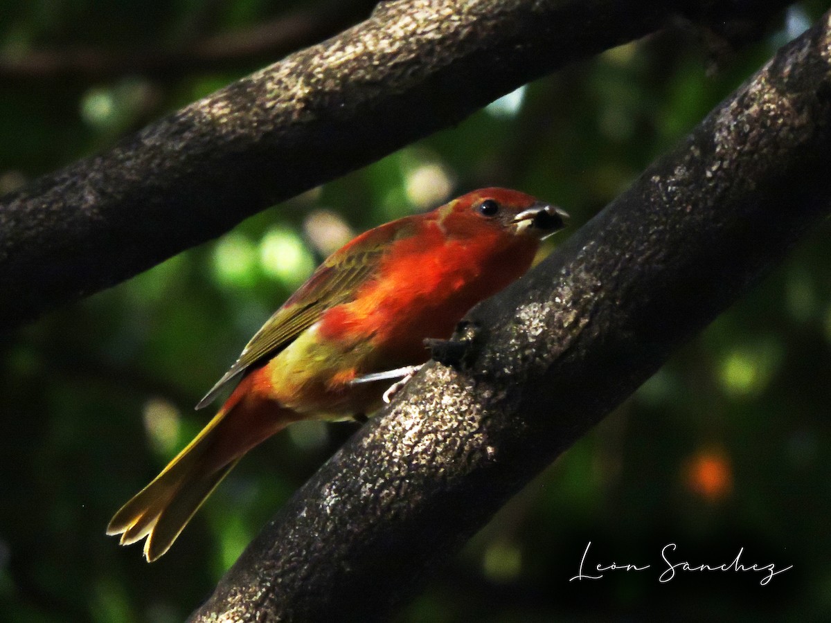 Summer Tanager - ML616280412