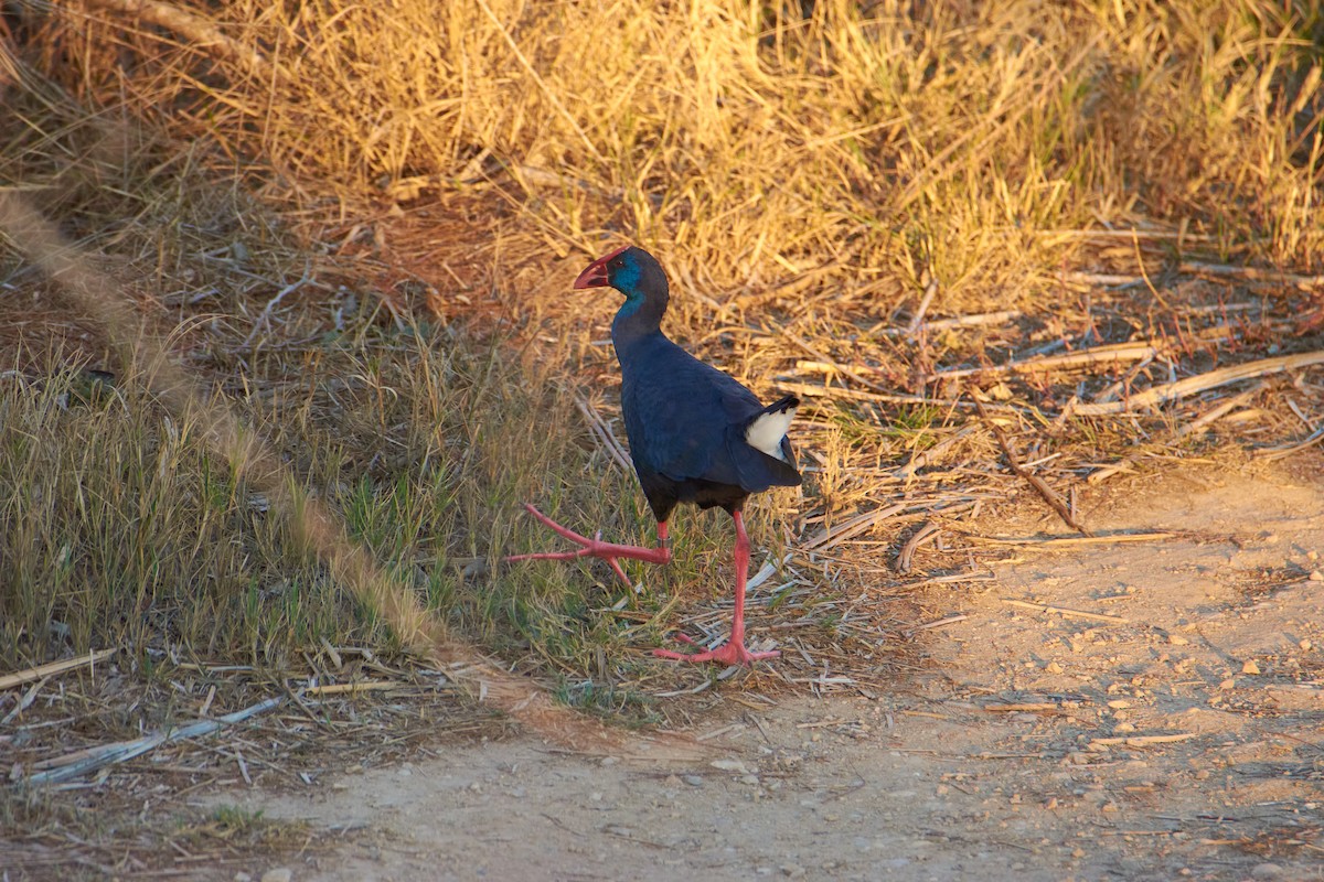 Western Swamphen - ML616280422