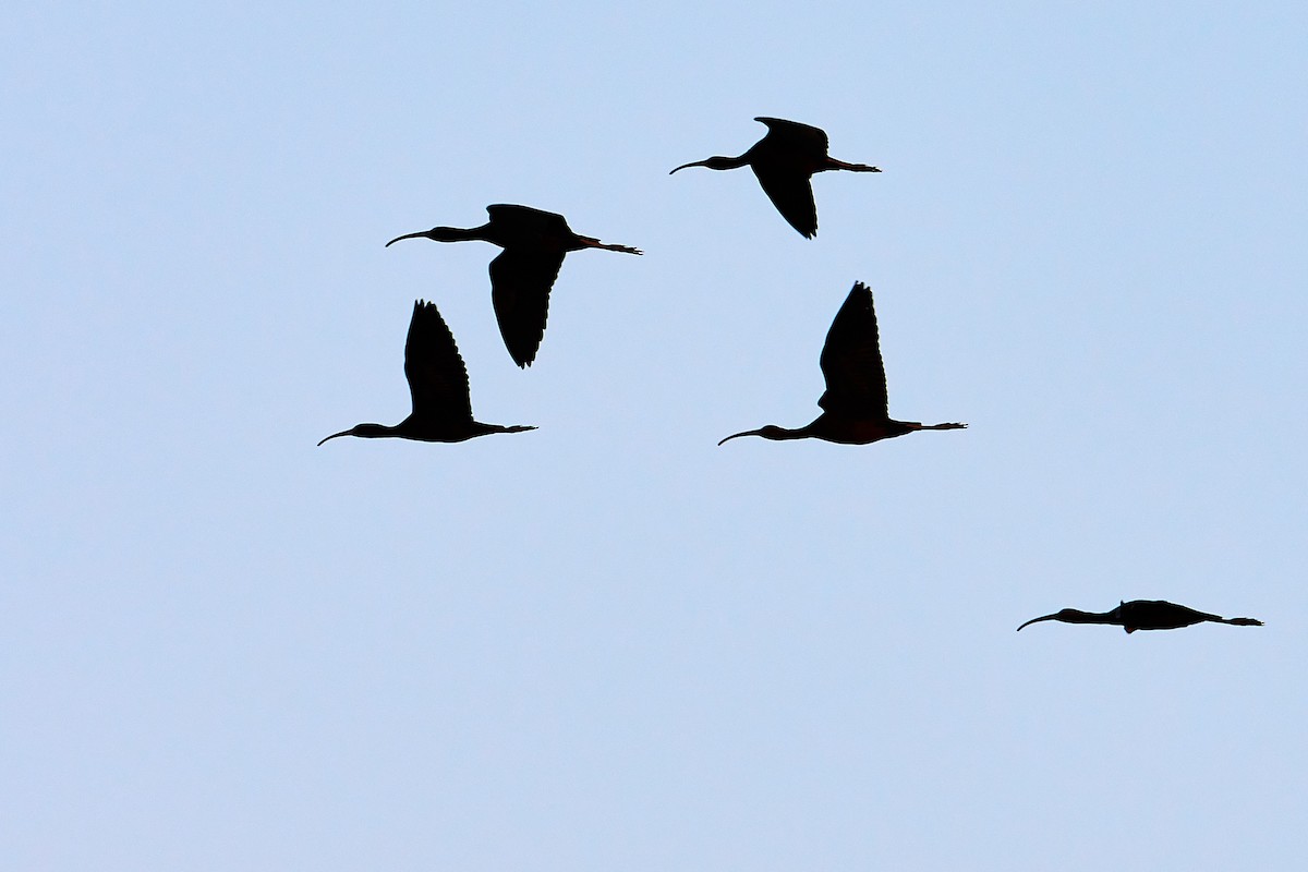 Glossy Ibis - Lukáš Váňa