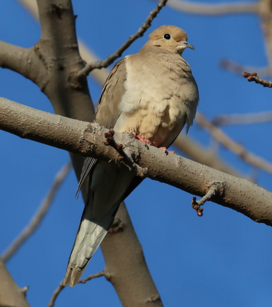 Mourning Dove - ML616280440