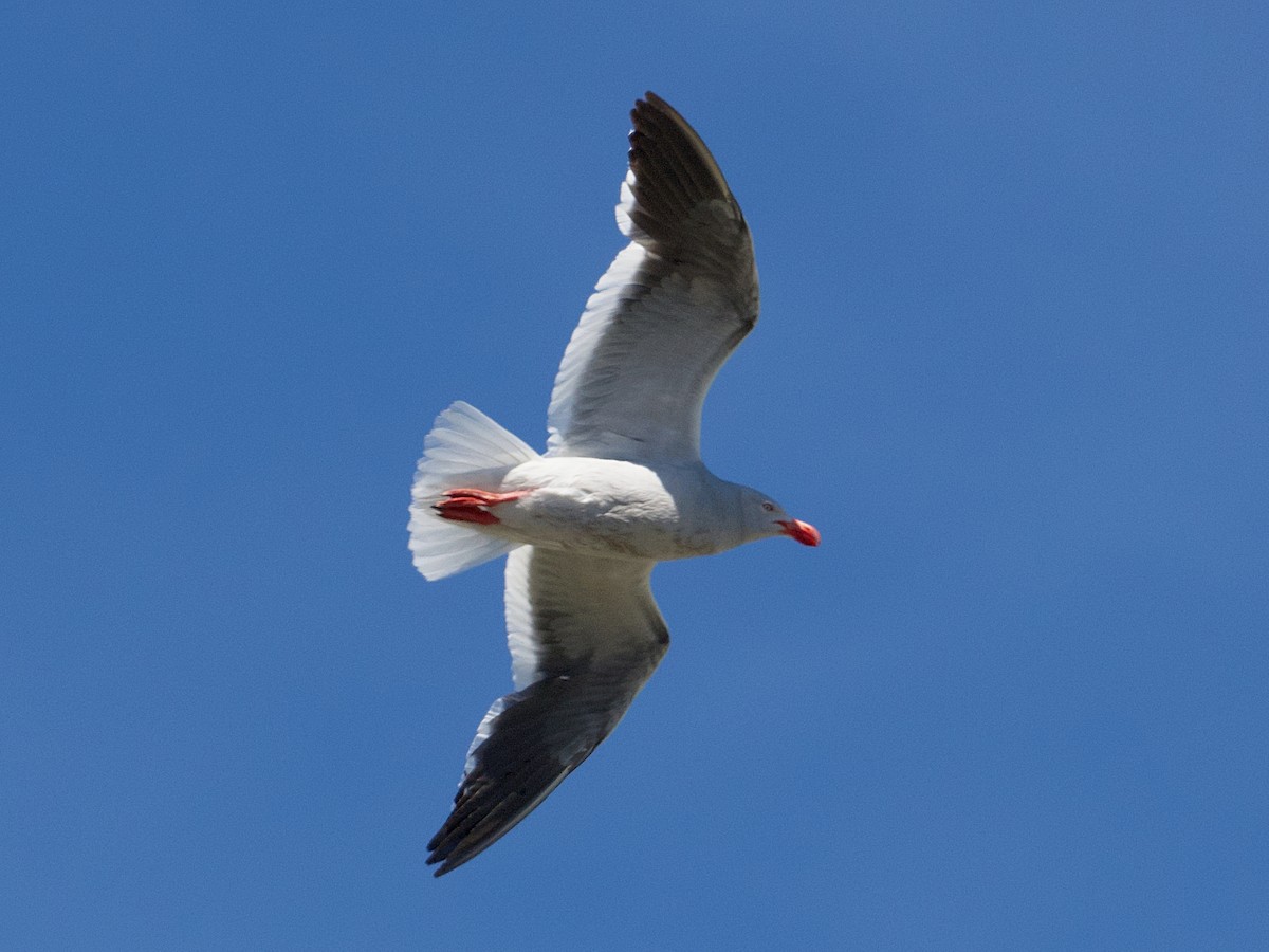 Dolphin Gull - ML616280445