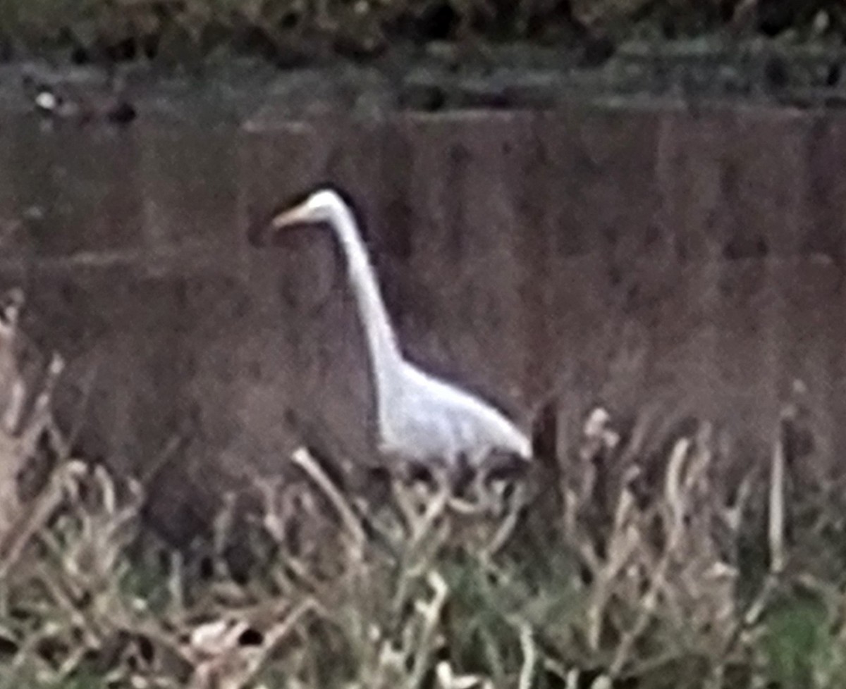 Great Egret (alba) - Bill Elrick