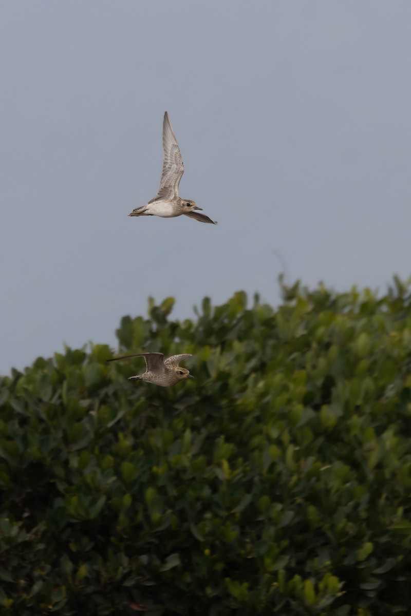 Pacific Golden-Plover - ML616280503