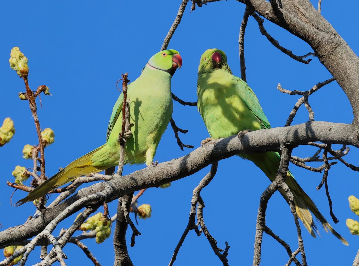 Rose-ringed Parakeet - ML616280509