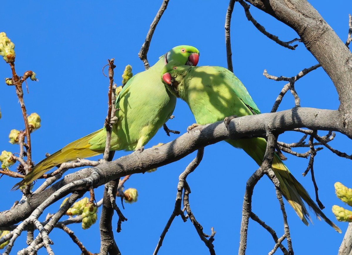 Rose-ringed Parakeet - ML616280520