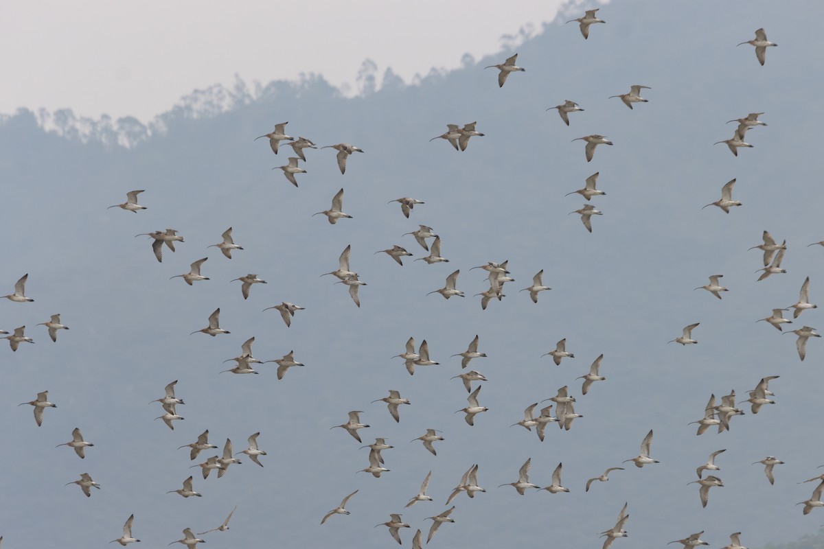 Eurasian Curlew - ML616280529