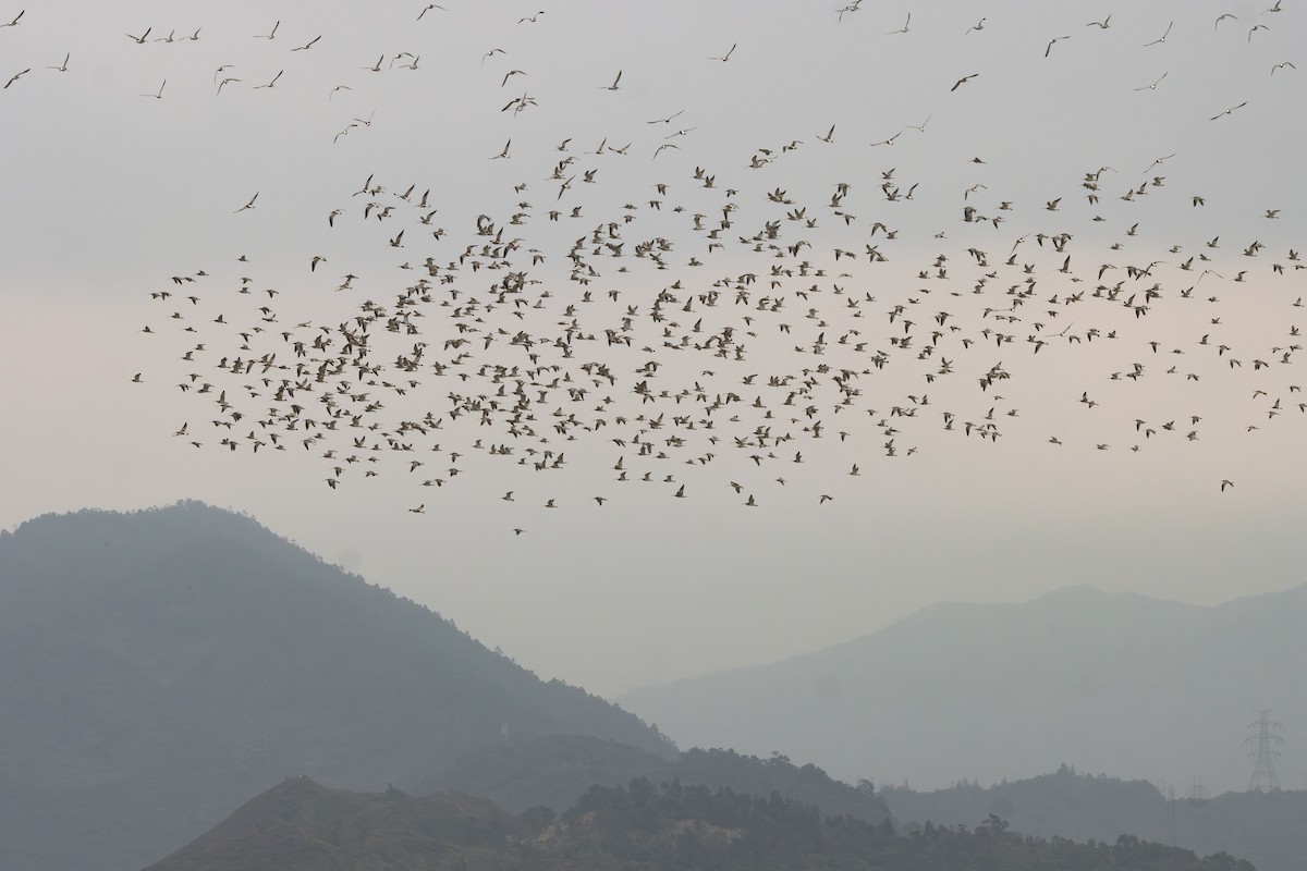 Eurasian Curlew - Noah Konopny Cohen