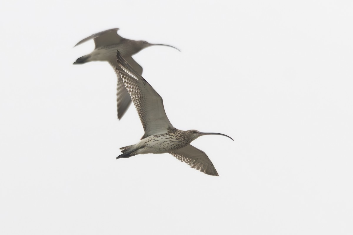 Eurasian Curlew - Noah Konopny Cohen