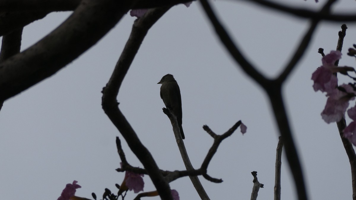 Eastern Wood-Pewee - Mark Burns