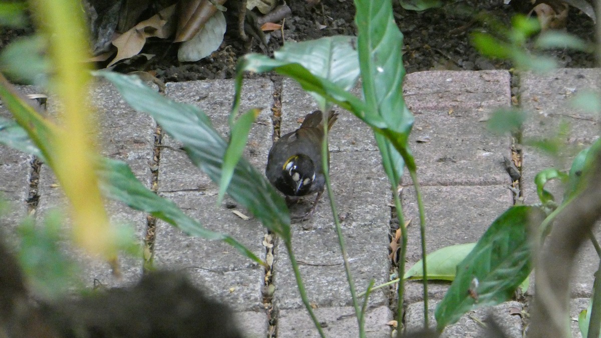 White-eared Ground-Sparrow - Mark Burns