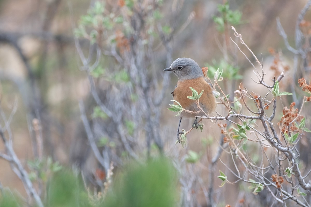 Western Bluebird - ML616280575