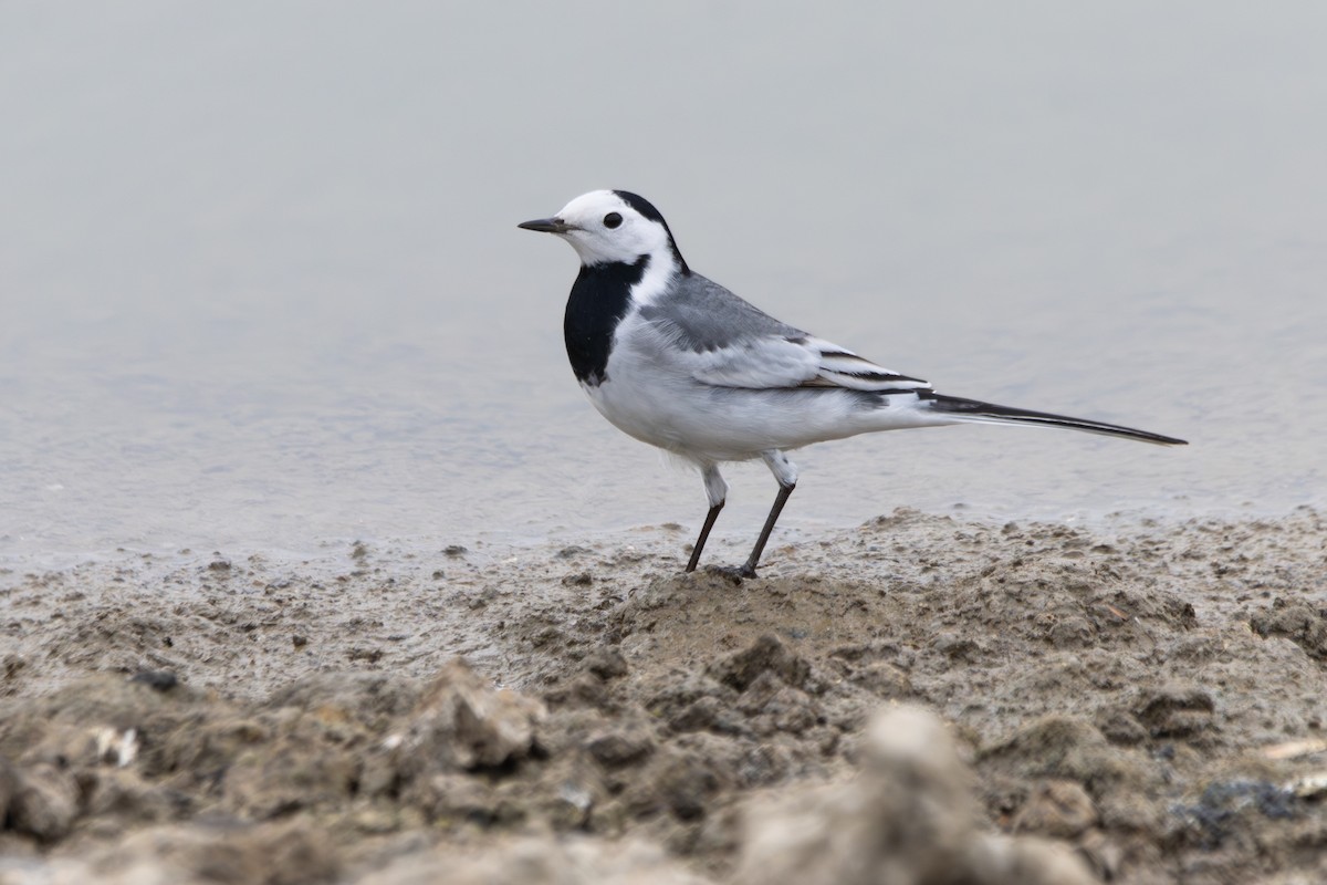 White Wagtail (Transbaikalian) - ML616280577