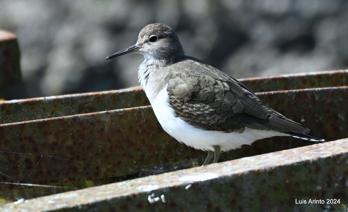 Common Sandpiper - Luis Arinto