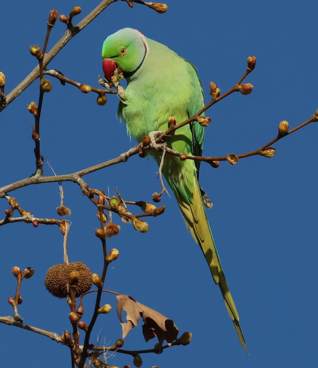 Rose-ringed Parakeet - ML616280585