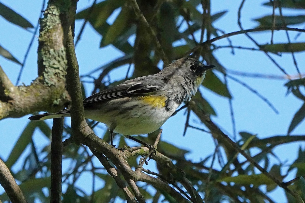 Yellow-rumped Warbler - Edward Rooks