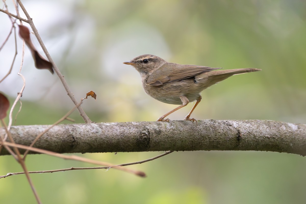 Dusky Warbler - ML616280611
